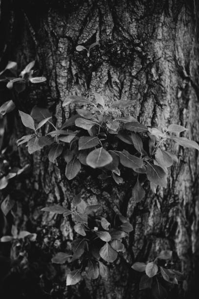 istock black and white flowers and plants 1270059848