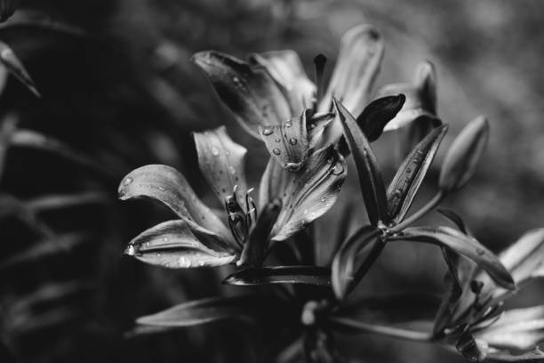 istock black and white flowers and plants 1270059865