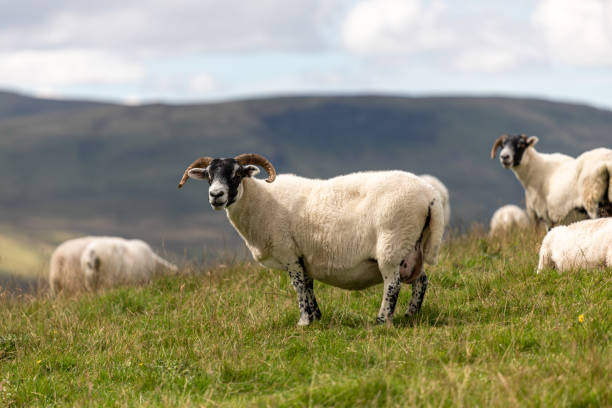 istock Grazing Sheep in Scottish Highlands 1270060632