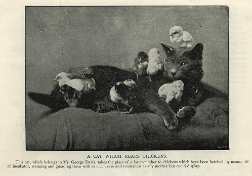 Vintage photograph of a Cat acting as foster mother for chicks, 1890s, 19th Century