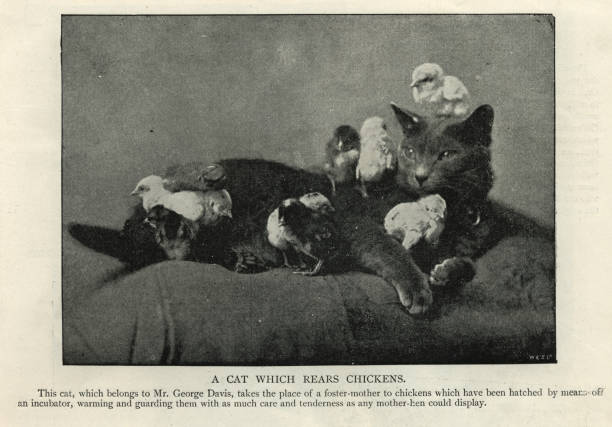 Cat acting as foster mother for chicks Vintage photograph of a Cat acting as foster mother for chicks, 1890s, 19th Century young bird photos stock pictures, royalty-free photos & images