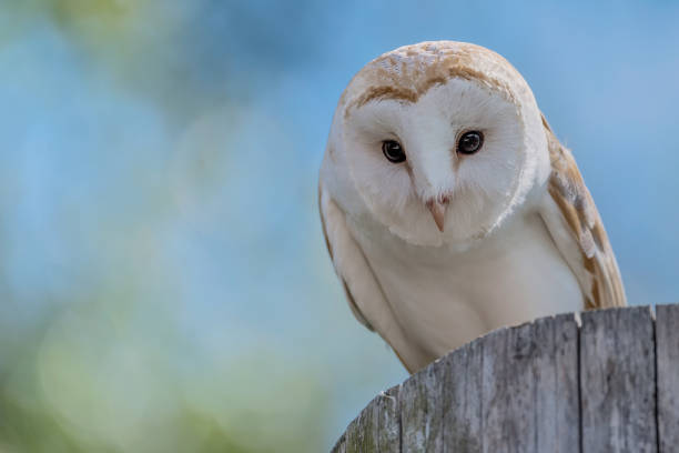awesome closeup of owl in autumn season