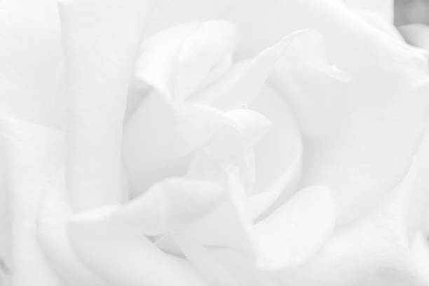 istock A close-up and soft view of rose petals, white gradient background, abstract modern design, the contours of curves, white textures for the background, Abstract white and gray gradient background. 1270063863