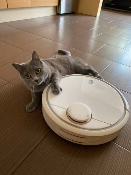 istock cat hunting cleaning robot 1270065212