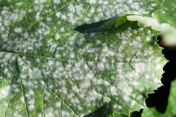 Fungal disease Powdery mildew on zucchini foliage Fungal disease Powdery mildew on zucchini foliage close up mildew stock pictures, royalty-free photos & images
