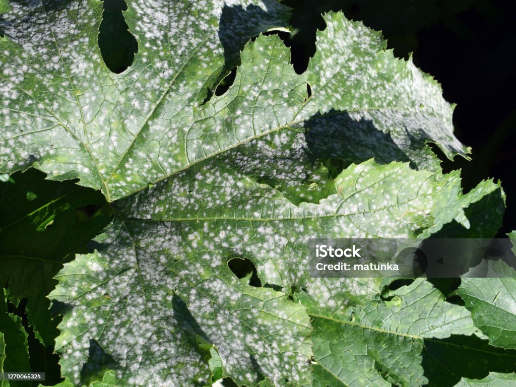 Fungal disease Powdery mildew on zucchini foliage Plant Stock Photo
