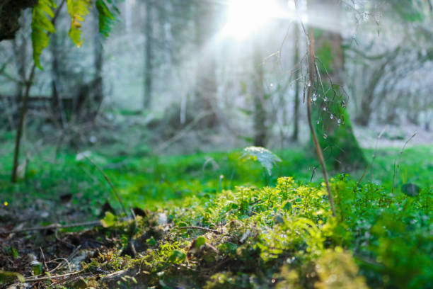 istock Close-up of moss in the woods 1270065593