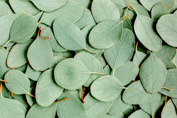 Background, Texture made of green eucalyptus leaves. Flat lay, top