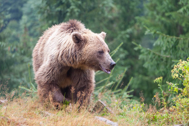 istock Brown bear (lat. ursus arctos) stainding in the forest 1270066476