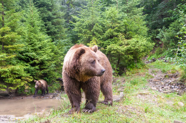 istock Brown bear (lat. ursus arctos) stainding in the forest 1270066492