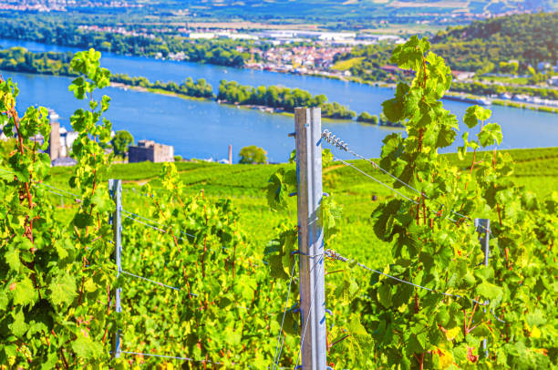 istock Grapevine steel pole and rows of vineyards green fields landscape with grape trellis on river Rhine Valley hills, Rheingau wine region on Roseneck mount near Rudesheim town, State of Hesse, Germany 1270066600