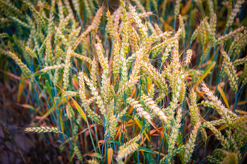 Rich harvest Concept. Beautiful Agricultural Field Sunset Landscape. Rural nature scenery background of ripening ears of meadow wheat.