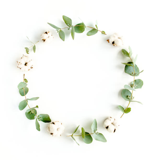 istock Wreath frame made of branches eucalyptus and cotton isolated on white background. lay flat, top view 1270068032