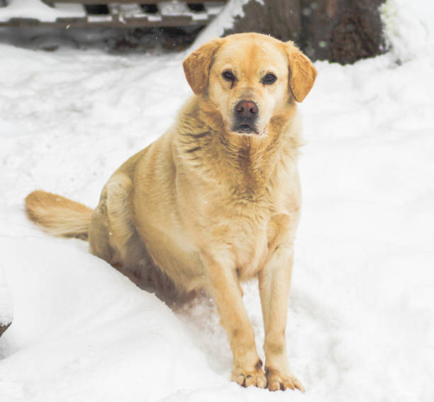 istock Golden  dog sitting  in  the  snow 1270068687