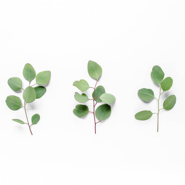 istock Green branch, leaves eucalyptus isolated on white background. Flat lay, top view minimal concept 1270068783