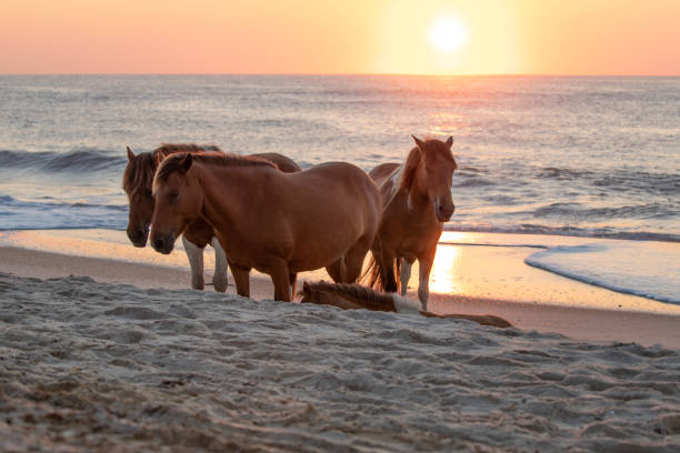 wild horses on assateague island at sunrise - horse animals in the wild water beach imagens e fotografias de stock