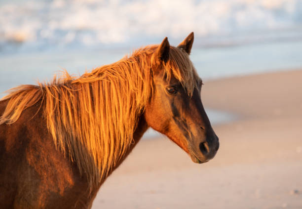 дикие лошади на острове аскотаге на восходе солнца - horse animals in the wild water beach стоковые фото и изображения