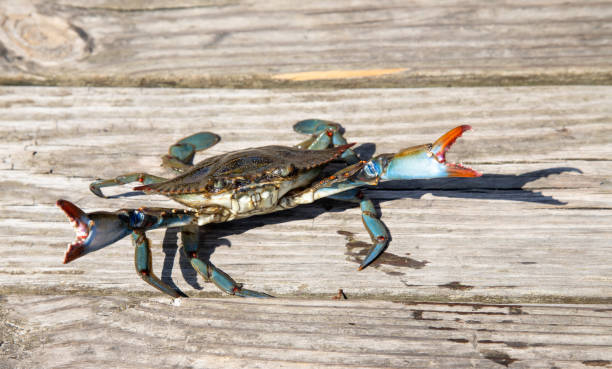 granchio blu del maryland - maryland blue crab foto e immagini stock