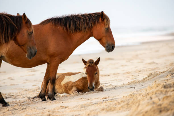 дикие лошади на острове аскотаге на восходе солнца - horse animals in the wild water beach стоковые фото и изображения