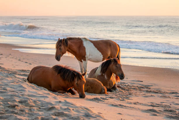 Wild horses on Assateague Island at sunrise Wild horses on Assateague Island at sunrise state park stock pictures, royalty-free photos & images