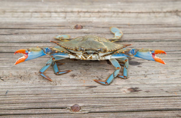 голубой краб мэриленд - maryland blue crab стоковые фото и изображения