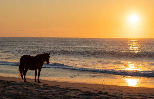 дикие лошади на острове аскотаге на восходе солнца - horse animals in the wild water beach стоковые фото и изображения