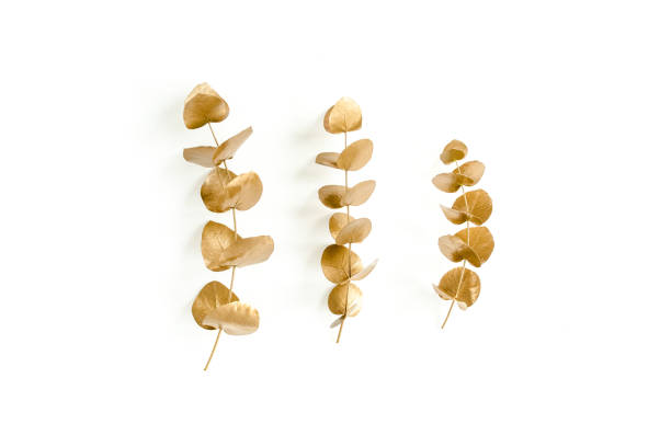 istock Golden leaves eucalyptus on white background. Minimal concept. flat lay, top view 1270068901