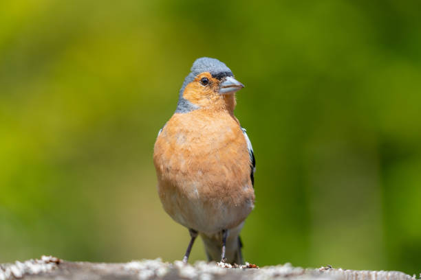 istock Close Up of Chaffinch Bird 1270069368