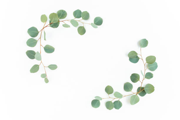 istock Wreath frame made of branches eucalyptus and leaves isolated on white background. lay flat, top view 1270069486