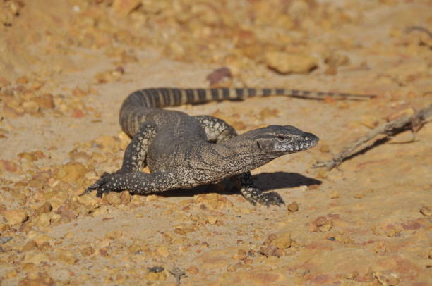 istock A young Monitor lizard in Australia 1270070259