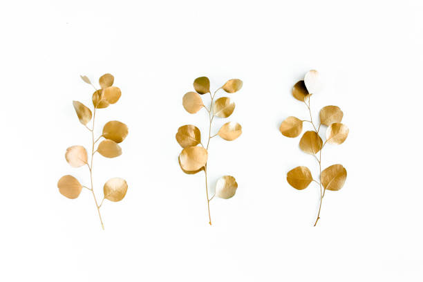 istock Golden leaves eucalyptus on white background. Minimal concept. flat lay, top view 1270070307