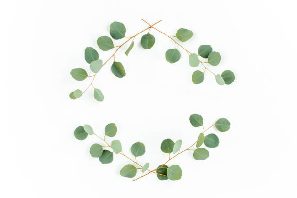 istock Wreath frame made of branches eucalyptus and leaves isolated on white background. lay flat, top view 1270070375