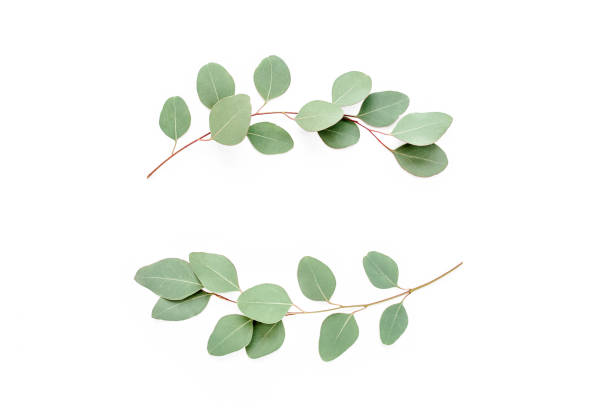 istock Wreath frame made of branches eucalyptus isolated on white background. lay flat, top view 1270070594