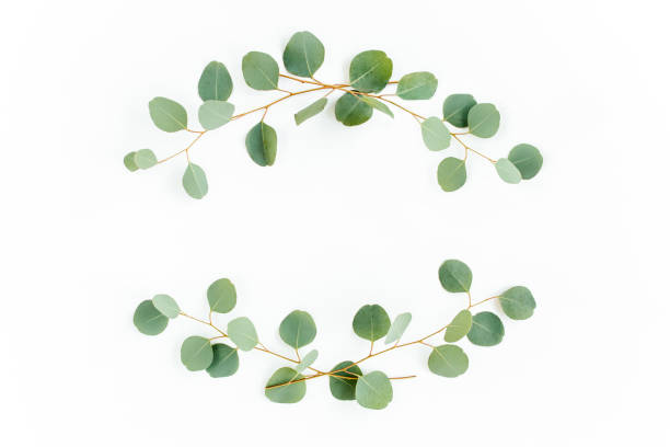 istock Wreath frame made of branches eucalyptus and leaves isolated on white background. lay flat, top view 1270070666