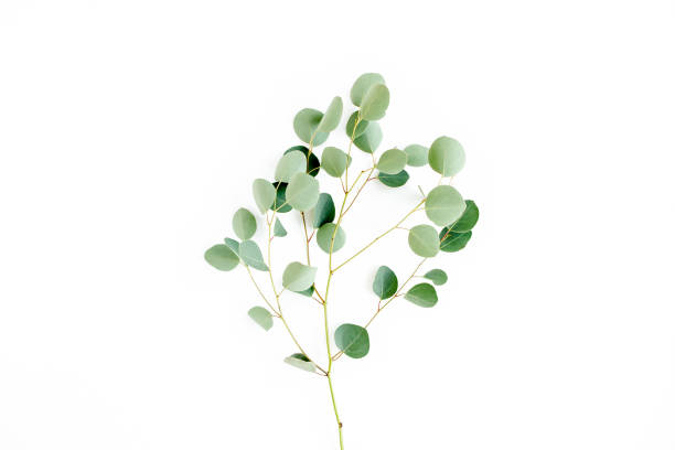 istock green branch eucalyptus on white background. flat lay, top view 1270070749