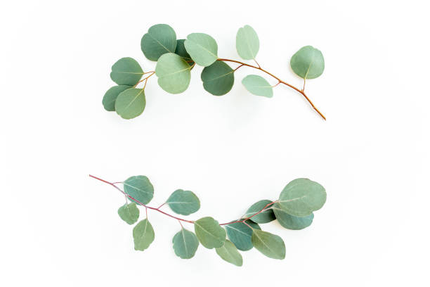 istock Wreath frame made of branches eucalyptus and leaves isolated on white background. lay flat, top view 1270070835