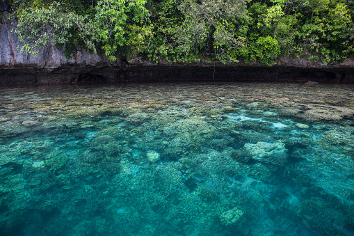 Healthy corals thrive in the shallows along the edge of a limestone island in Palau's lagoon. Palau is known for its amazing Rock Islands, ancient reefs uplifted out of the sea over 30 mya.