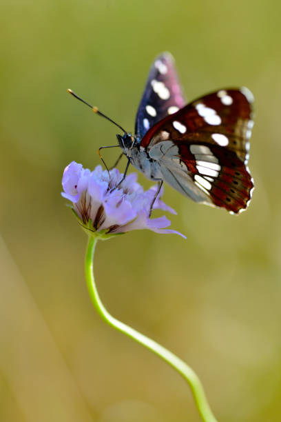 istock Southern White Admiral butterfly on flower 1270072158