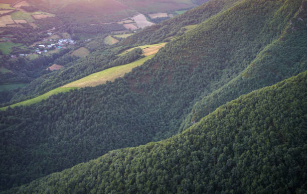 Forest covered slopes of oak and chestnut trees along the Camino de Santiago in Iribio Range Triacastela Galicia