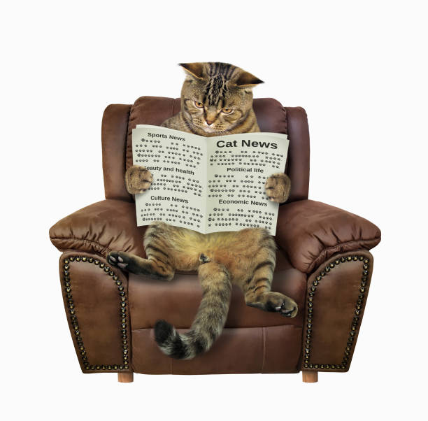 A beige cat is sitting in a brown leather chair and reading an open newspaper. White background. Isolated.