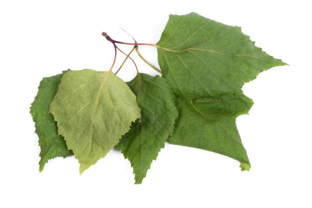 istock Pile of dried birch leaves 1270073821