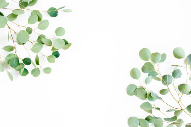 istock frame of green branches, eucalyptus leaves on a white background. flat layout, top view 1270074054