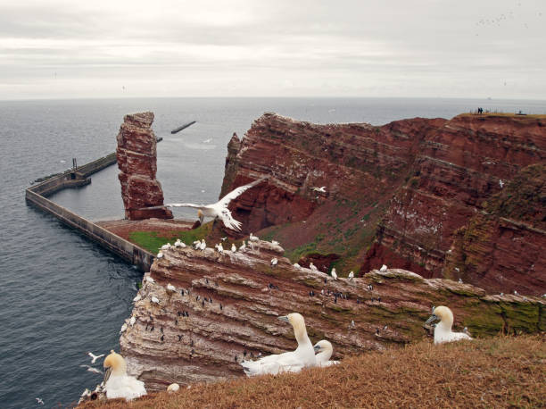 northern gannets and Lange Anna