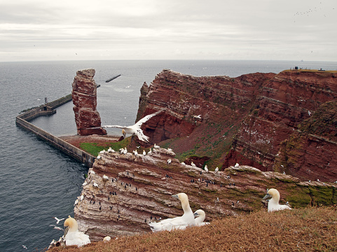 northern gannets (Morus bassanus) at Heligoland, Germany, with the stack rock 