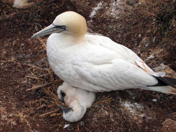 istock northern gannet with young 1270075060