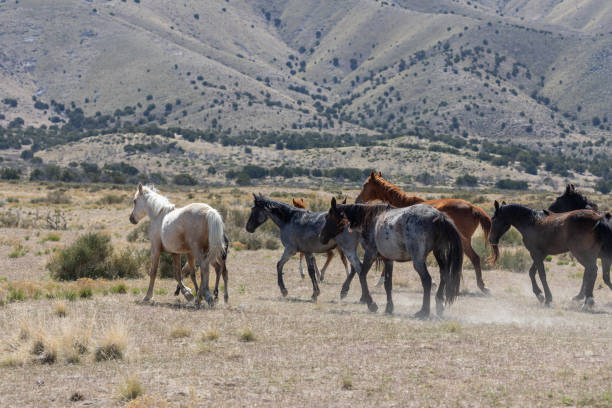 istock Herd of Wild Horses 1270076057