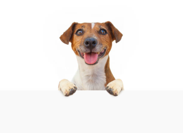 istock Cute dog with empty white banner signboard isolated on white background 1270076079