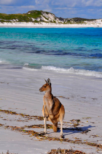 A Kangaroo on the beach in Western Australia Landscape image of a roo. Cape le Grand National Park, Australia cape le grand national park stock pictures, royalty-free photos & images