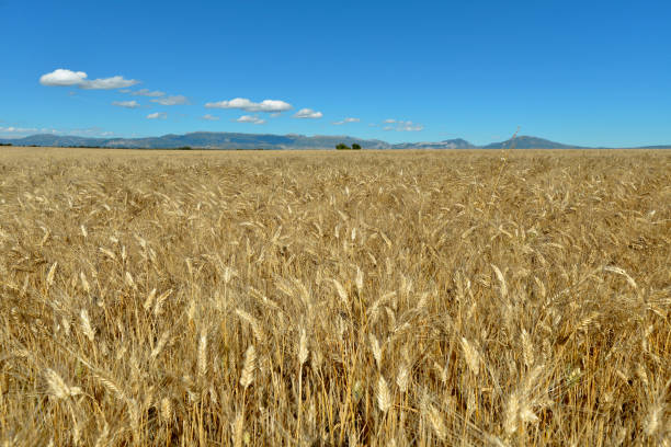 istock wheat field in France 1270076384