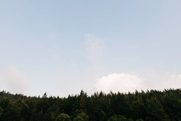 View of the pine forest with blue sky  in sunset light